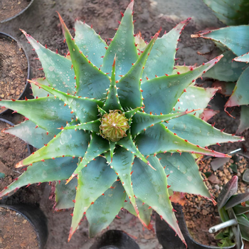 Семена Алоэ Пратенсис, Aloe pratensis 3 шт/уп