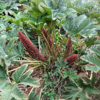 Насіння Гуннера пілоса, Gunnera pilosa 5 шт/уп