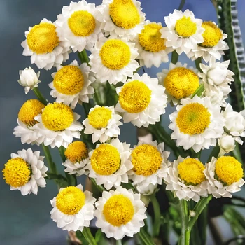 Семена Аммобиум крылатый, Ammobium alatum 10 шт/уп