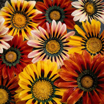 Насіння Газанія жорстка 'Sunshine Mixed', Gazania rigens 10 шт/уп