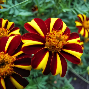 Насіння Чорнобривці відхилені 'Jolly Jester', Tagetes patula 10 шт/уп