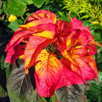 Насіння Амарант триколірний 'Flaming Fountain', Amaranthus tricolor 10 шт/уп