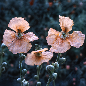Насіння Мак колосистий, Papaver spicatum 10 шт/уп