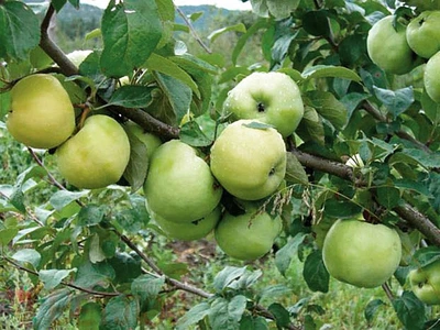 Яблоня "Антоновка"