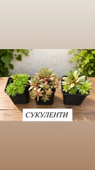 Саджанець Сукуленти Мікс