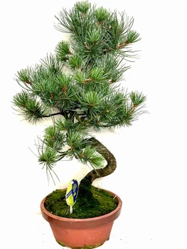 Бонсай Сосна Pinus Parvifolia в кераміці (18/45-50)