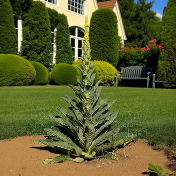 Насіння Дивина ведмеже вухо, Verbascum thapsus 0.2 гр/уп