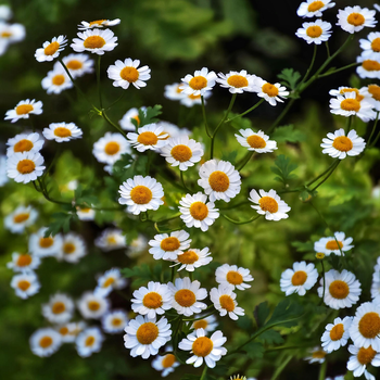 Насіння Маруна цинерарієлиста, Pyrethrum cinerariifolium 10 шт/уп