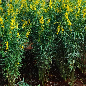 Семена Кроталярия ситцевая, Crotalaria juncea 5 шт/уп