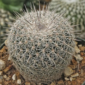 Семена Корифанта Вердермана, Coryphantha werdermannii 5 шт/уп