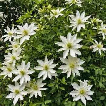 Семена Клематис виноградолистный, Clematis vitalba 10 шт/уп