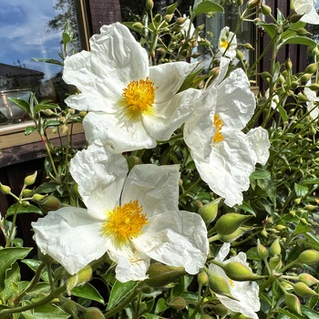 Семена Ладанник лавролистный, Cistus laurifolius 10 шт/уп