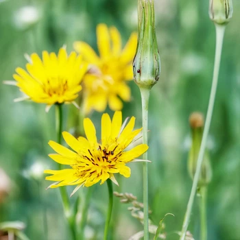 Насіння Козельці лучні, Tragopogon pratensis 10 шт/уп