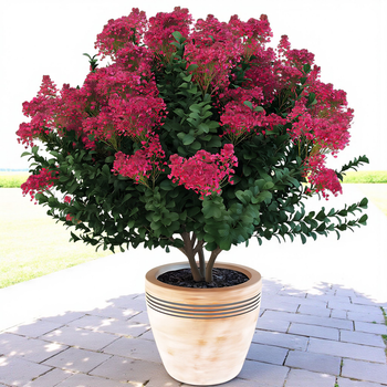 Семена Лагерстрёмия индийская, Индийская сирень , Lagerstroemia indica 10 шт/уп