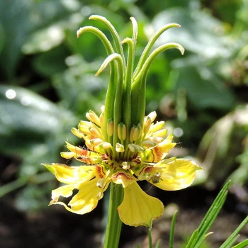 Семена Нигелла восточная, Nigella orientalis 10 шт/уп