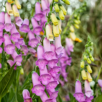 Семена Наперстянка Тапси, Digitalis thapsi 10 шт/уп