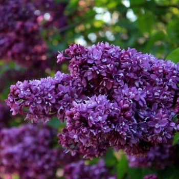Бузок Вогні Донбасу саджанець в плівці Matla Flowers
