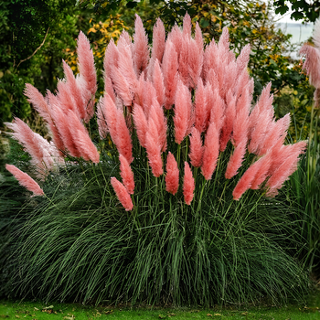 Семена Пампасная трава 'Roze Veder', Cortaderia selloana 20 шт/уп