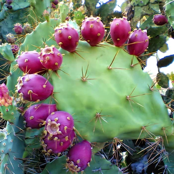Насіння Опунція Прямостояча, Opuntia stricta 5 шт/уп