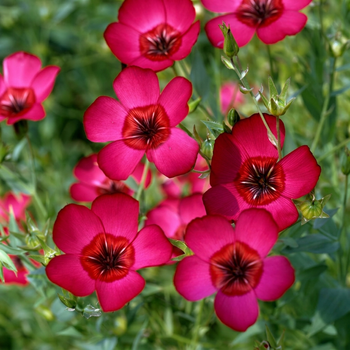 Семена Лён красный 'Scarlet', Linum grandiflorum 10 шт/уп