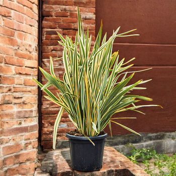 Семена Новозеландский лён 'Variegatum', Phormium tenax 5 шт/уп