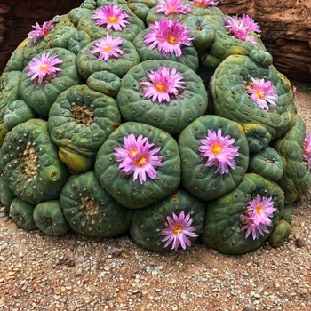 Семена Лофофора Уильямса, Lophophora williamsii 5 шт/уп