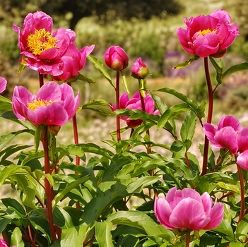 Семена Пион Бротеро, Paeonia broteroi 5 шт/уп