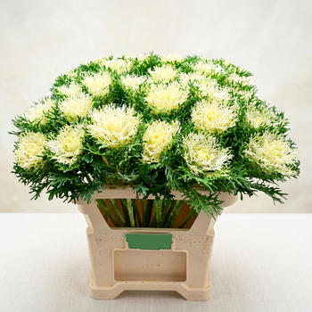 Семена Декоративная капуста 'Crane Feather F1 Snow', Brassica oleracea 5 шт/уп