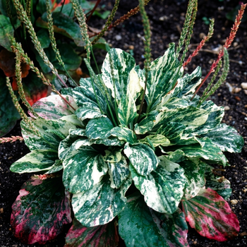 Насіння Подорожник великий 'Variegata', Plantago major 10 шт/уп