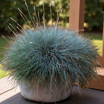 Насіння Костриця сиза, Festuca cinerea 20 шт/уп