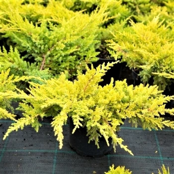 Саджанці Ялівцю середнього Мордиган Голд (Juniperus pfitzeriana Mordigan Gold) Р9