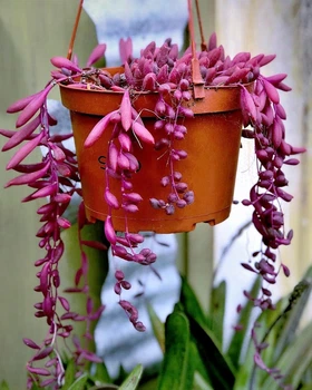 Саженцы Крестовника Оттона (Senecio Otton) Р9