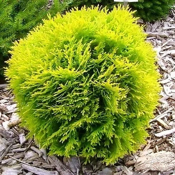 Саженцы Туи западной Даника Ауреа (Thuja occidentalis Danica Aurea) Р9