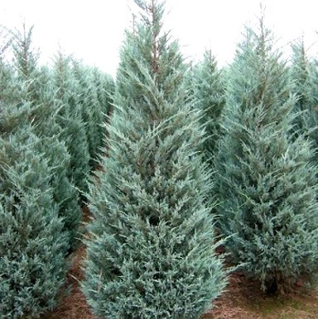 Саженцы Можжевельника скального Мунглоу (Juniperus scopulorum Moonglow) Р9