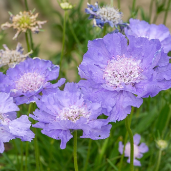 Семена Скабиоза кавказская 'Perfection Blue', Scabiosa caucasica 5 шт/уп