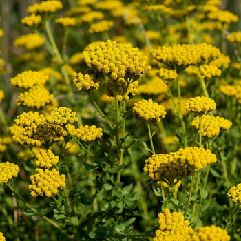 Семена Тысячелистник сладкий, Achillea ageratum 10 шт/уп