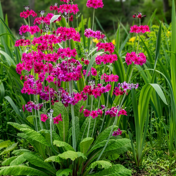 Семена Примула Бисса, Primula beesiana 10 шт/уп