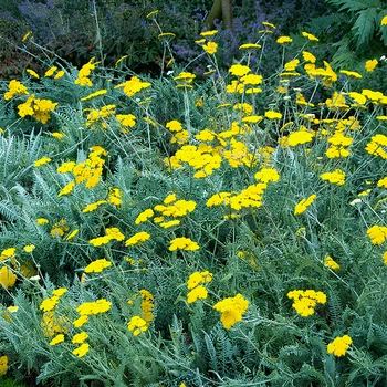 Семена Тысячелистник щитовидный, Achillea clypeolata 10 шт/уп