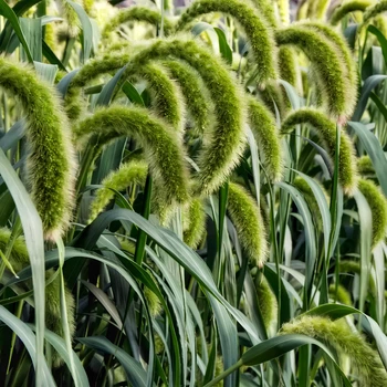 Семена Сетария Лисий хвост, Setaria italica 20 шт/уп
