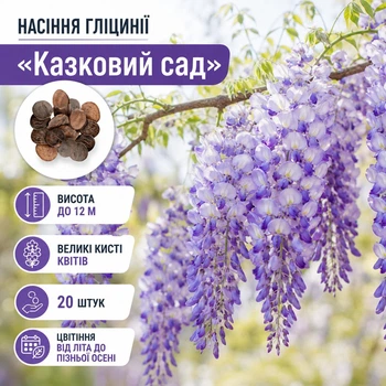 Семена глицинии «Сказочный сад» WisteriaSeeds, 20 штук