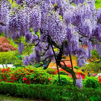 Саженцы Глицинии Прекрасный пейзаж (Wisteria Beautiful landscape)