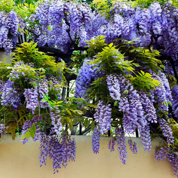 Саженцы Глицинии Макростахия Блю Мун (Wisteria macrostachya Blue Moon)
