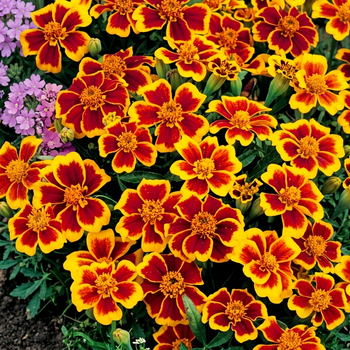 Насіння Чорнобривці розлогі 'Legion of Honor', Tagetes patula 10 шт/уп