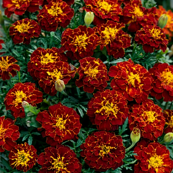 Насіння Чорнобривці розлогі 'Autumn Blues', Tagetes patula 10 шт/уп
