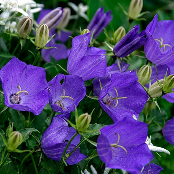 Семена Колокольчик карпатский 'Blauw', Campanula carpatica 20 шт/уп