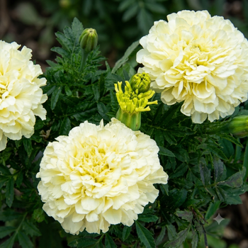 Семена Бархатцы прямостоячие карликовые 'Snowstorm', Tagetes erecta nana 5 шт/уп