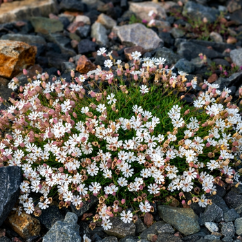 Семена Смолевка приморская, Silene maritima 10 шт/уп