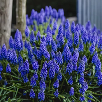 Семена Мускари Armeniacum, Muscari armeniacum 10 шт/уп