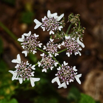 Семена Борщевик Валлиха, Heracleum wallichii 5 шт/уп