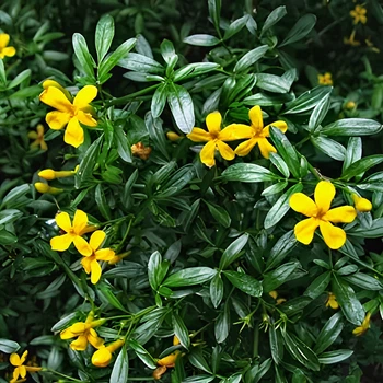 Семена Жасмин кустарниковый, Jasminum fruticans 5 шт/уп